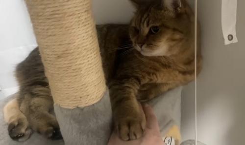 飼い主の手の上に前足を置いてそっぽを見る猫