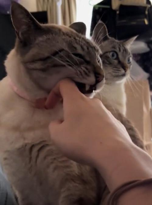 虚無顔になる猫