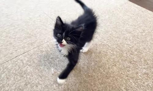 口を開けて鳴く1匹の子猫