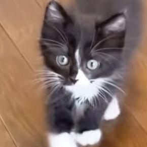 元気いっぱいな『保護子猫たち』→1匹がカメラに向かって歩いてくると…ほっこりする光景に反響「鳴き声がかわいい」「運動会状態ｗ」