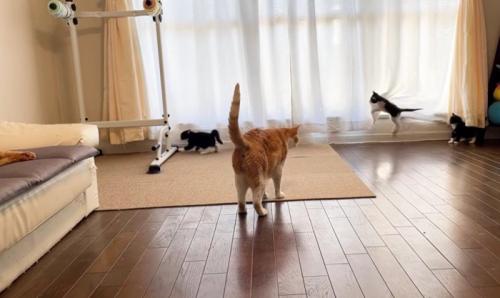 歩いている茶トラ猫と窓際で遊んでいる3匹の子猫