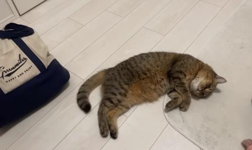 床に寝転がる猫