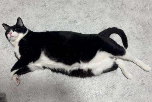 大きくなった猫