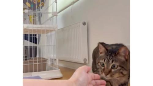 室内にいる猫