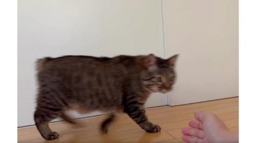 人の腕と猫