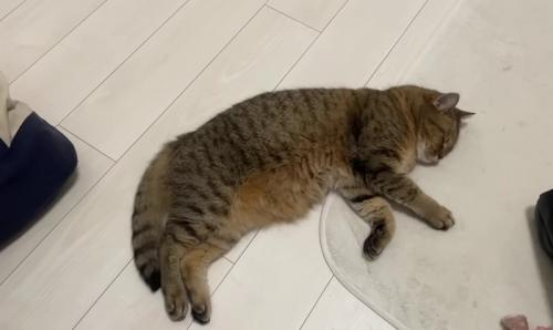 床で寝ている猫