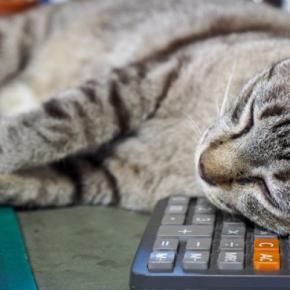 猫との生活で必要な『費用』はどのぐらい？主な支出となる5つの項目や生涯でかかる金額の目安まで