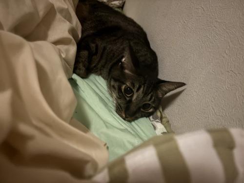 ベッドでくつろぐ猫