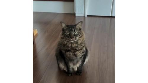 室内にいる猫