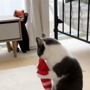 エビのぬいぐるみで遊んでいた猫が『レッサーパンダのぬいぐるみ』に気づいた次の瞬間…まさかの光景に「ドラマチックｗ」「運命の出会いｗ」