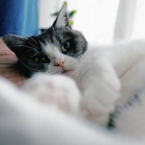 猫が隙あらば『人のイスを奪いたがる』3つの理由 少し席を立っただけなのに…上手な対処法はある?