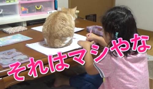 ノートの上に座る猫（それはマシやな）