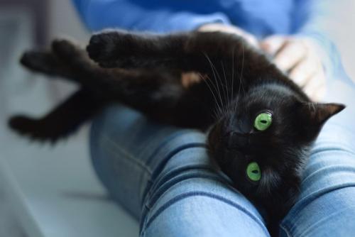 膝の上の黒猫