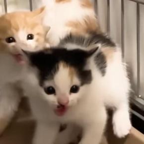 保護初日は『ブチギレていた子猫』→4日後の『まさかの光景』に笑顔になる人が続出「ギャップがたまらん」「まだまだ赤ちゃんだもんね」