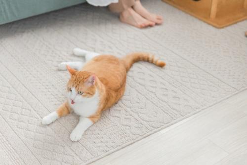 ソファに座る人の足とラグの上の猫