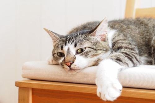椅子の上の猫 
