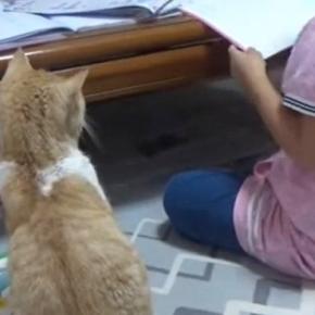 女の子が『宿題』をしていると、『猫』が机の上に乗ってきて…思わず笑ってしまう展開に「素晴らしい関係性」「絶対わざとだよねｗ」の声