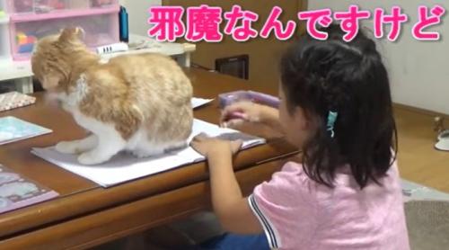 ノートの上に座る猫（邪魔なんですけど）