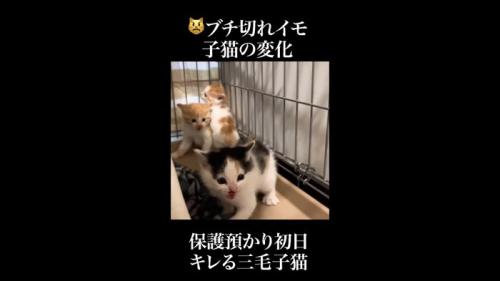 後退しながら威嚇