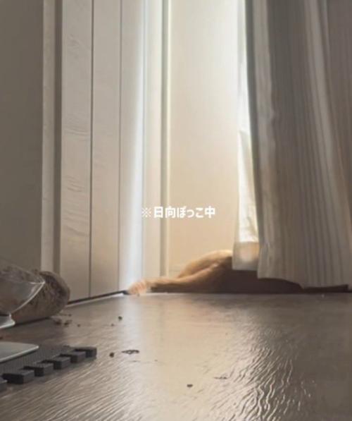 日向ぼっこする猫