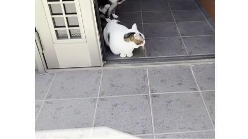 玄関にいる猫