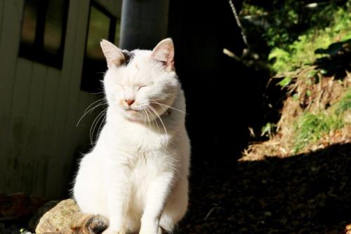 まぶしがる猫