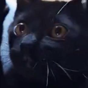 子猫の頃の遊びを『大きくなった猫』に試してみたら…ずっと見ていたくなる光景に14万いいね「可愛すぎて泣ける」「寿命伸びた」と悶絶の声