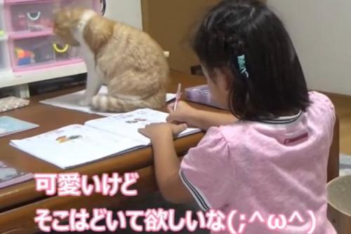 テーブルで宿題をする子供の奥に座る猫