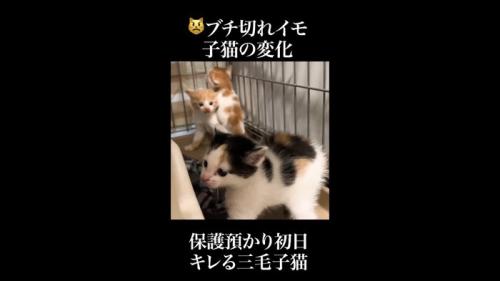 そっぽを向いた姿