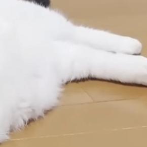 38℃の猛暑日、猫が家中を行ったり来たりして…まるでサウナに入る人間のような行動に「整う気持ちよさを知ってるｗ」「おっさんやんｗ」の声