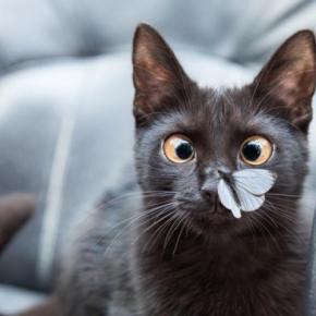 猫の目が『内側に寄っている』ときの原因3つ　生活への影響は？病院に連れて行くべき目安も