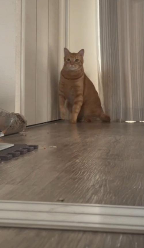 駆けだそうとする猫