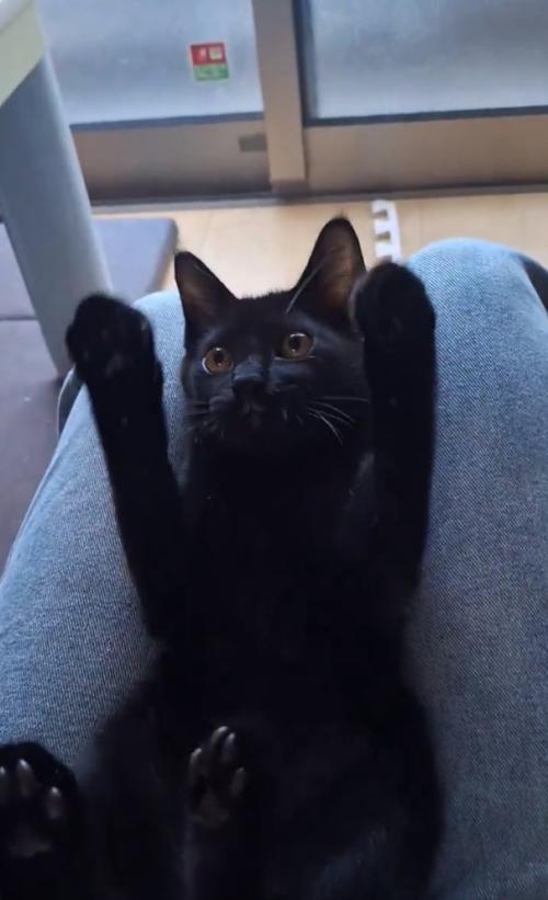 両手を広げるぎんじくん