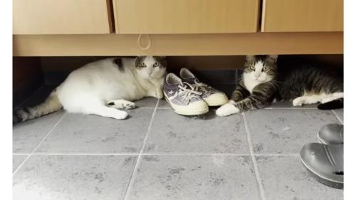 玄関にいる猫