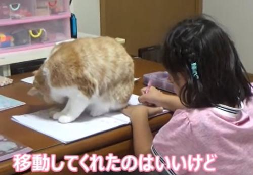 ノートの上に乗る猫（移動してくれたのはいいけど）