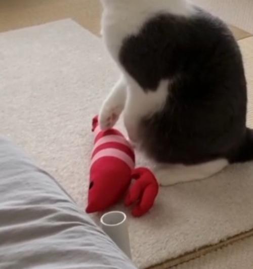 猫の手から落ちたエビのぬいぐるみ