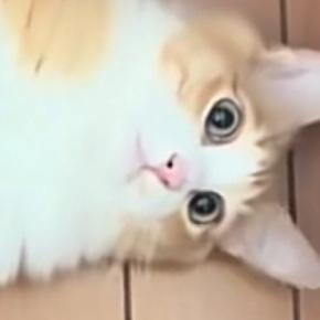 飼い主が家の中を歩いていると…『どうしても構ってほしい猫』がとった行動に「自分が可愛いことわかってる」「う、羨ましい」と30万再生
