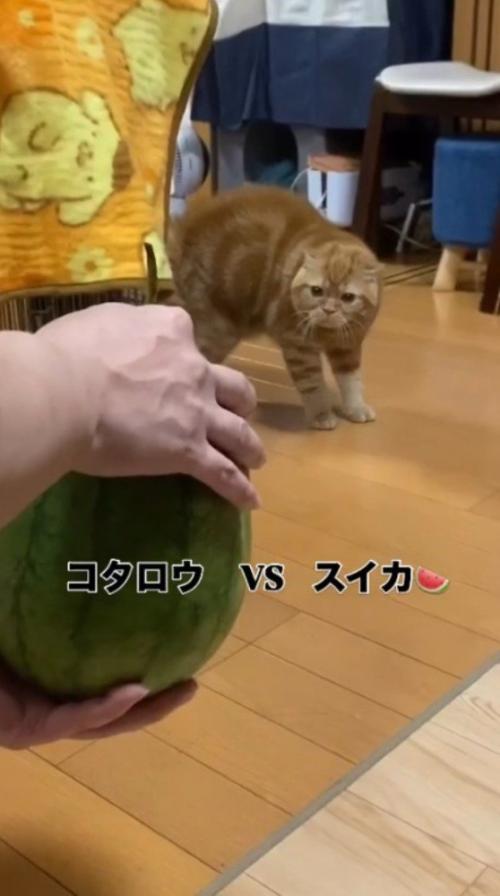飼い主が持っているスイカを警戒しながら見つめる茶トラ猫
