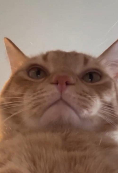 下から写した猫