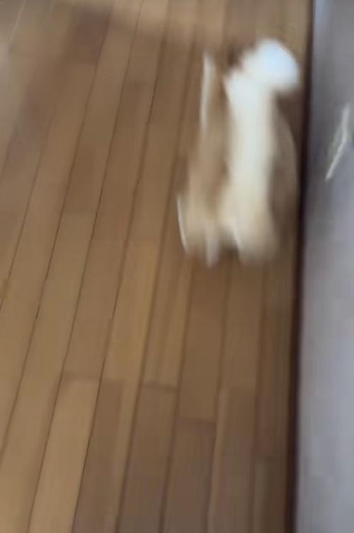 飼い主さんの前を走る茶白猫