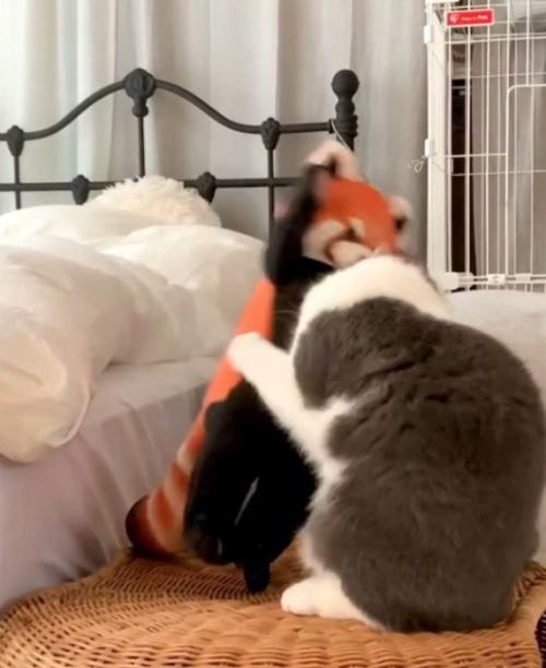 レッサーパンダのぬいぐるみを前足で倒す猫