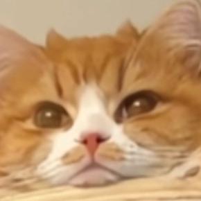 長毛猫が『クリアボウル』に入った結果…まるで惑星のような『まさかの光景』に2300万いいね「キャターン」「新たに1つの惑星が出来た」