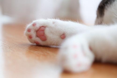 猫の肉球