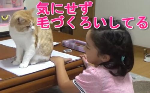 顔を見合わせる子供と猫（気にせずけづくろいしてる）