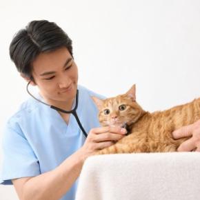 猫がかかると厄介な病気『アミロイドーシス』とは　あらわれる症状や治療法まで解説
