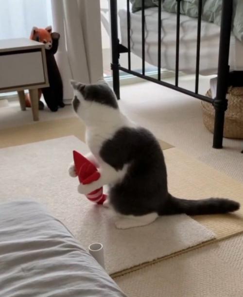 レッサーパンダのぬいぐるみを見て動きを止める猫