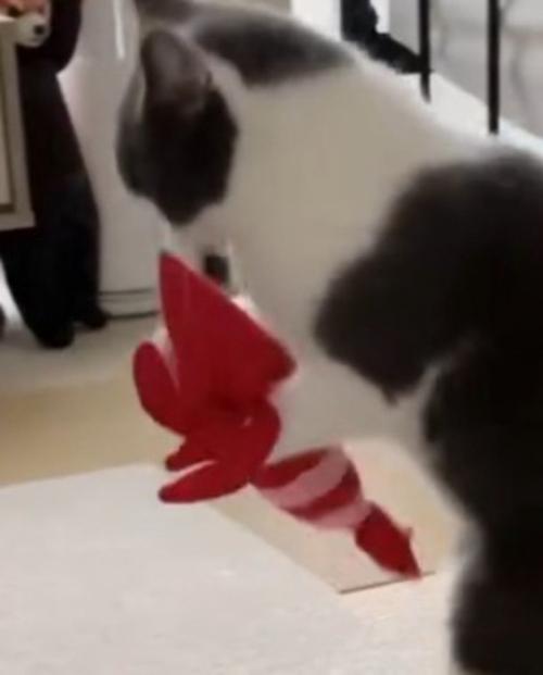 猫に抱えられているエビのぬいぐるみ