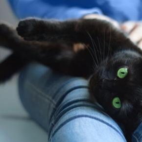 猫が『依存してしまう飼い主』に当てはまる特徴3つ トラブルに繋がる可能性から適切な接し方まで