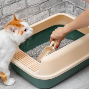 猫の『粗相や嘔吐』による被害を防ぎたい場所5選 故障を起こすケースも?予防するための方法まで