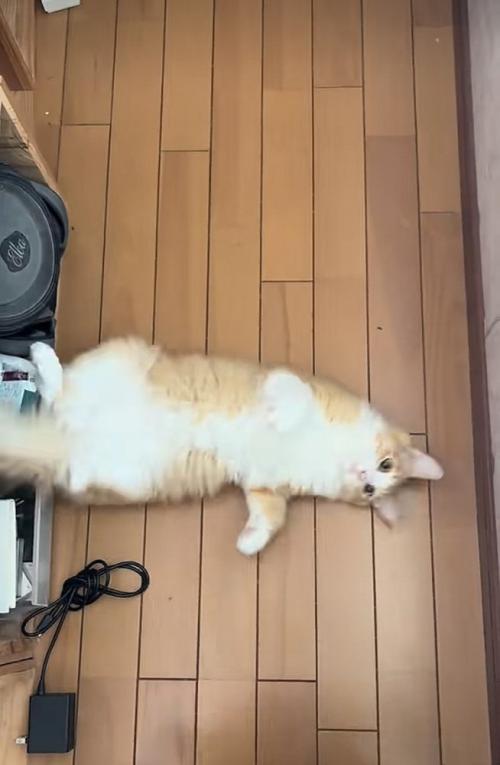 飼い主さんの前に寝転がる茶白猫